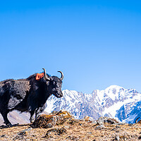 Buy canvas prints of stadning wild animal Yak in mountain  by Ambir Tolang