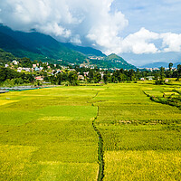 Buy canvas prints of landscape view of paddy farmland by Ambir Tolang