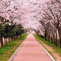 Buy canvas prints of Blossom Cherry Path by Ambir Tolang