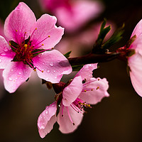 Buy canvas prints of Blossom Peaches flower by Ambir Tolang