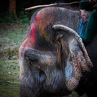 Buy canvas prints of Elephant at Saurah by Ambir Tolang