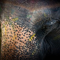 Buy canvas prints of Wet eyes of Elephant by Ambir Tolang