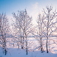 Buy canvas prints of snow coverd tree by Ambir Tolang