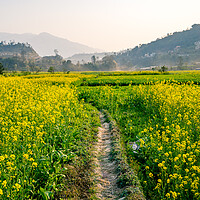 Buy canvas prints of blossom spring mustard farmland by Ambir Tolang
