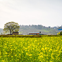 Buy canvas prints of spring mustard framland by Ambir Tolang