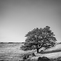 Buy canvas prints of Lone Tree at Digley by Gary Turner