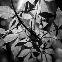 Buy canvas prints of Sunlight through leaves by Gary Turner