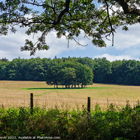 Buy canvas prints of Copse of Trees by Gary Turner
