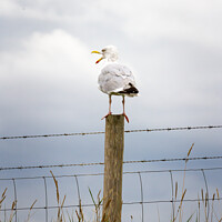 Buy canvas prints of Seagull perched on a fence by Gary Turner