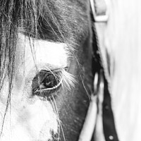 Buy canvas prints of Horse Portrait by Gary Turner