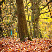 Buy canvas prints of Squirrel in autumn forest by Gary Turner