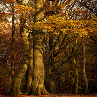 Buy canvas prints of Autumnal Tree in Autumnal Woodland by Gary Turner