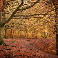 Buy canvas prints of Through The Autumnal Woods by Gary Turner