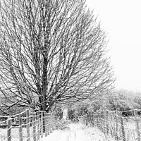 Buy canvas prints of Snowy tree on snowy path by Gary Turner
