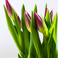 Buy canvas prints of Bunch of tulips by Gary Turner