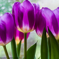 Buy canvas prints of Vibrant purple tulips by Gary Turner