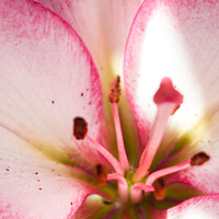 Buy canvas prints of Close up of Lily by Gary Turner