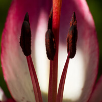 Buy canvas prints of Close up of Lily by Gary Turner