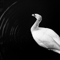 Buy canvas prints of Motion of a Swan by Gary Turner