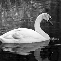 Buy canvas prints of Swan on the River Aire by Gary Turner