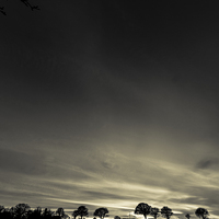 Buy canvas prints of Silhouetted Trees by Gary Turner