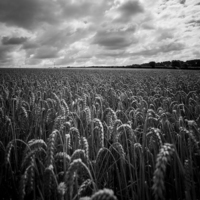 Buy canvas prints of Maize Field by Gary Turner