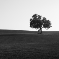 Buy canvas prints of  Lonely Tree by Gary Turner