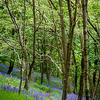 Buy canvas prints of Through the Bluebells by Gary Turner