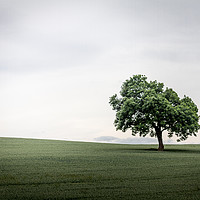 Buy canvas prints of A favourite tree by Gary Turner