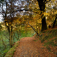 Buy canvas prints of Woods above Hebden Water by Gary Turner