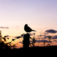 Buy canvas prints of Sunset Visitor by Gary Turner