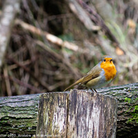 Buy canvas prints of Robin Redbreast by Gary Turner