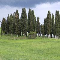 Buy canvas prints of Tuscan Trees by Adrian Beese