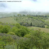 Buy canvas prints of Hillside vineyard in Tuscany by Adrian Beese