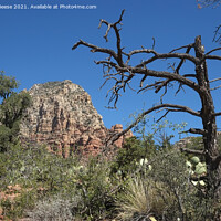 Buy canvas prints of Sedona red rock trail by Adrian Beese