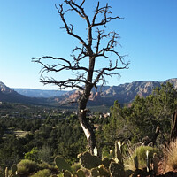 Buy canvas prints of Scorched tree and Cactus overlooking Sedona valley by Adrian Beese