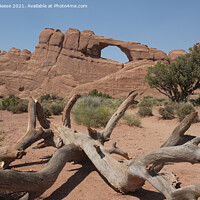 Buy canvas prints of An arch, Tree and Scrub by Adrian Beese