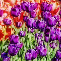 Buy canvas prints of Vivid Tulips by Dave Massey