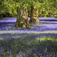 Buy canvas prints of Bluebells in the Forest by Dave Massey