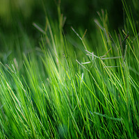 Buy canvas prints of Green, green grass of home by DeniART 