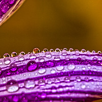 Buy canvas prints of Drops by DeniART 
