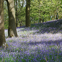 Buy canvas prints of Bluebells in the springtime... by Andy Blackburn
