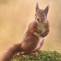 Buy canvas prints of Red Squirrel  by Gordon Pollock