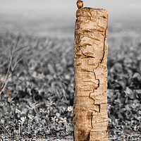 Buy canvas prints of Kingfisher on a stump by Brent Olson