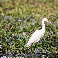 Buy canvas prints of An egret in the backwaters of Kerala by Brent Olson