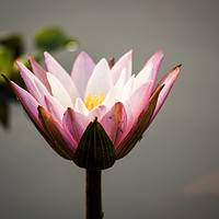 Buy canvas prints of Lotus flower (water lily) by Brent Olson