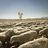 Buy canvas prints of Sheep moving along the desert by Brent Olson