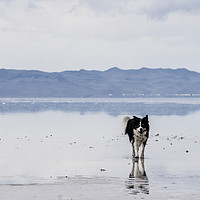 Buy canvas prints of  Salty Border Collie by Brent Olson