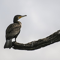 Buy canvas prints of A cormorant perched on a branch by Brent Olson