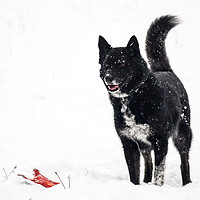 Buy canvas prints of  Playing in the Snow by Brent Olson